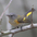 Female / 1st Year Male. Note: yellow sides and gray head.
