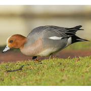 Male Male