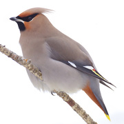 Adult. Note: gray body, yellow tail tip, and rufous undertail coverts. Adult. Note: gray body, yellow tail tip, and rufous undertail coverts.
