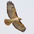 Adult (light morph). Note: dark leading edge to wing.