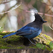 Adult Adult