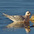 Winter plumage adult